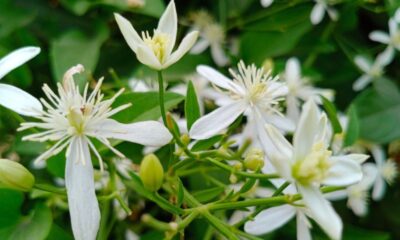 night blooming jasmine