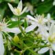 night blooming jasmine