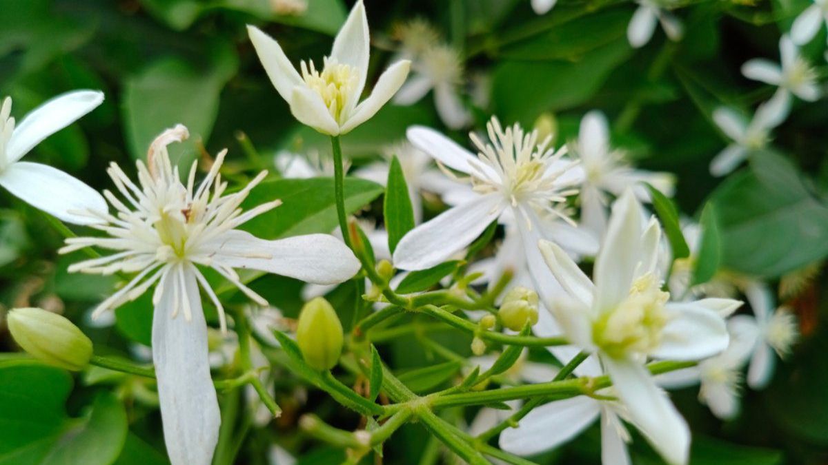 night blooming jasmine